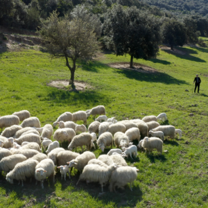 info e contatti consorzio per la tutela agnello igp di sardegna igp