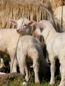 informazioni tutela igp agnello della sardegna igp