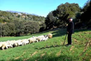 pastore con le pecore